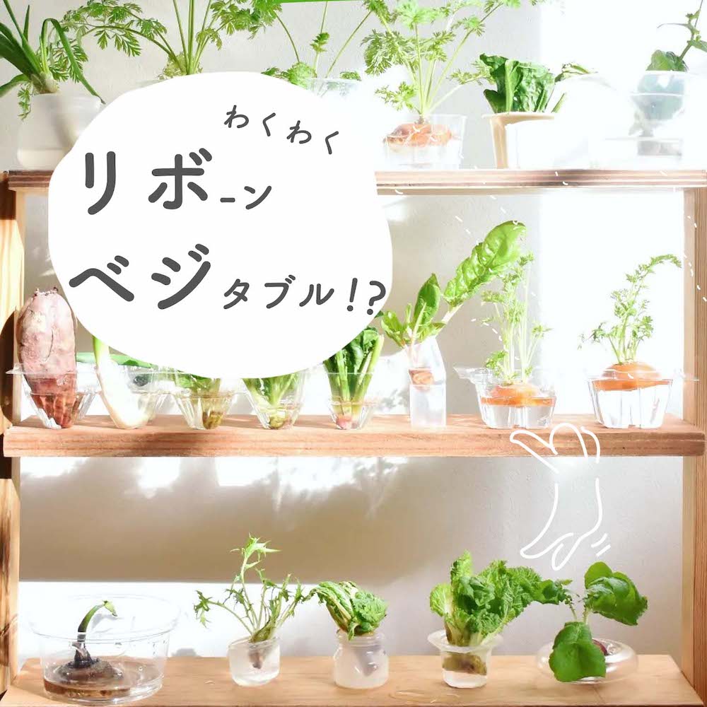 リボベジとは?人参、キャベツ、ネギ、レタスなどできる野菜18選と、おしゃれに楽しむ方法まで