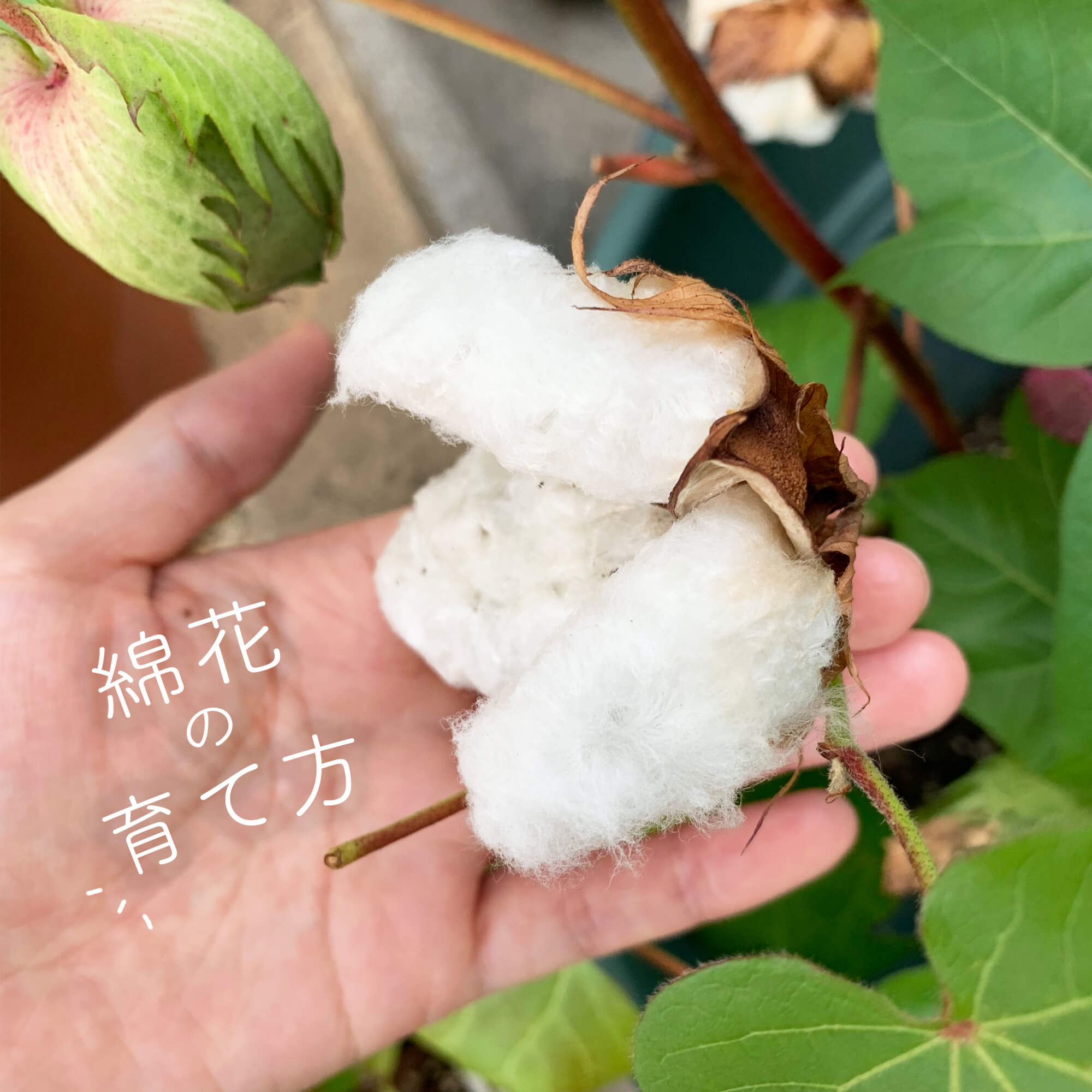 おうちで綿花の育て方】栽培のポイントや種まきからの栽培方法は